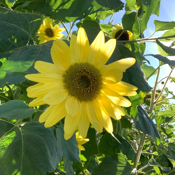 Meet your Posher, Amanda - Picture 1 of 1